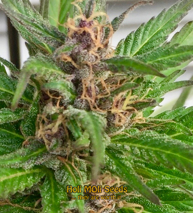 purple star killer cannabis pics