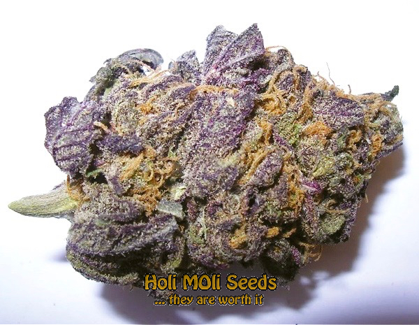 purple star killer cannabis pics