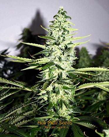 purple star killer cannabis pics