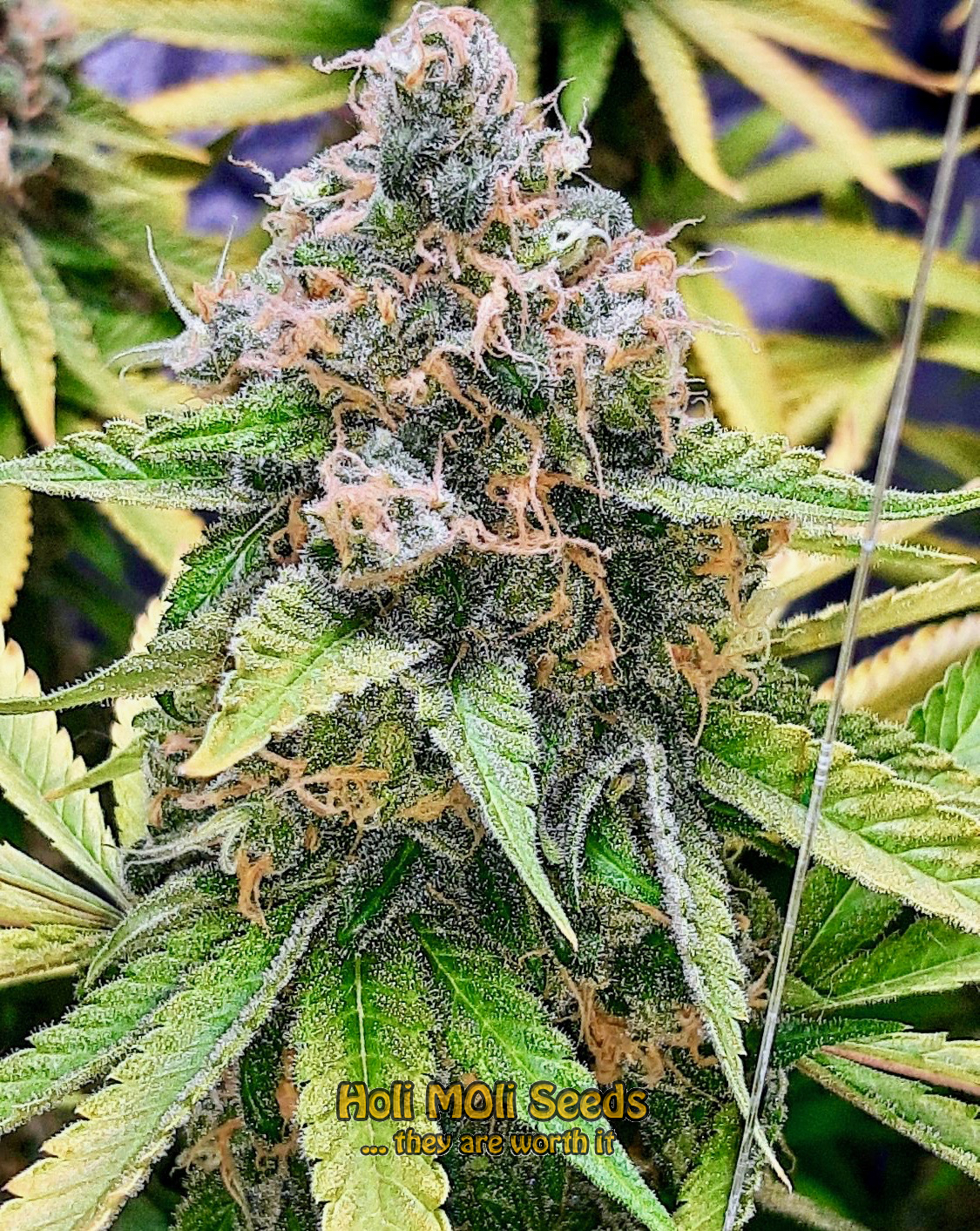 purple star killer cannabis pics