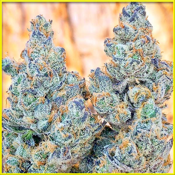 purple star killer cannabis pics