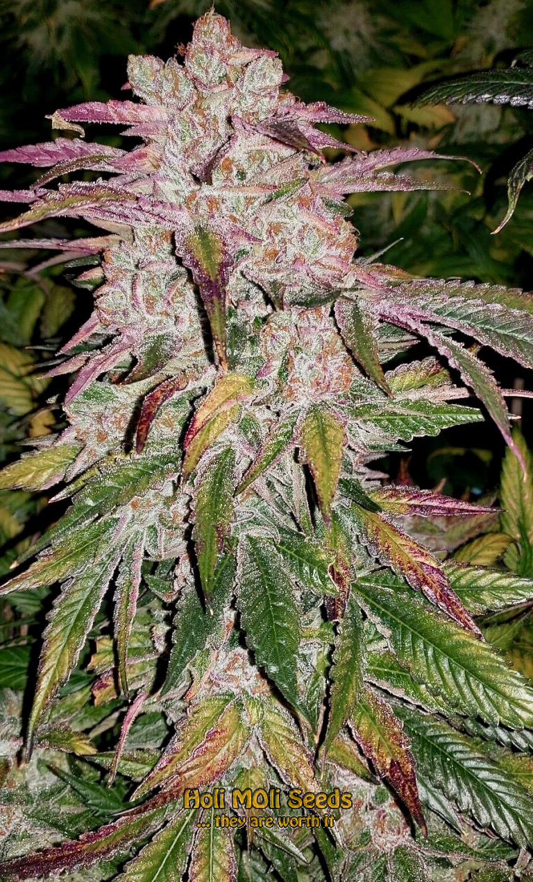 purple thai cannabis pics