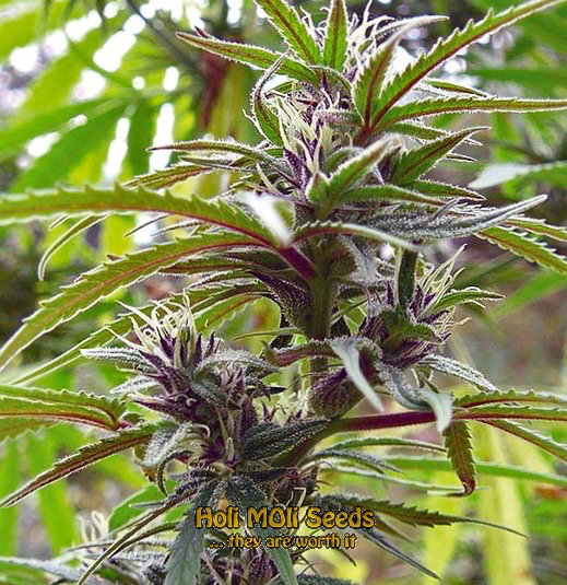 purple thai cannabis pics