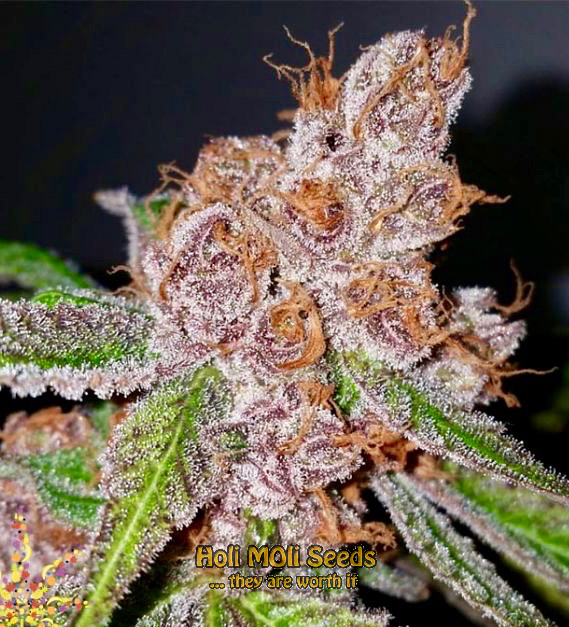 purple urkle cannabis pics