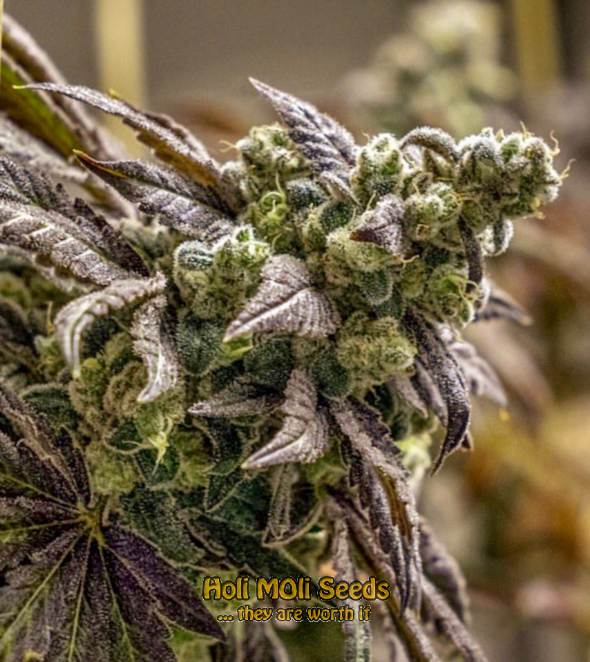 purple urkle cannabis pics