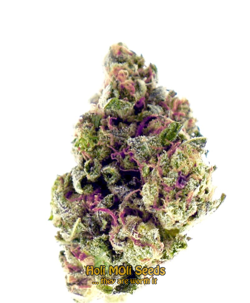 purple urkle cannabis pics