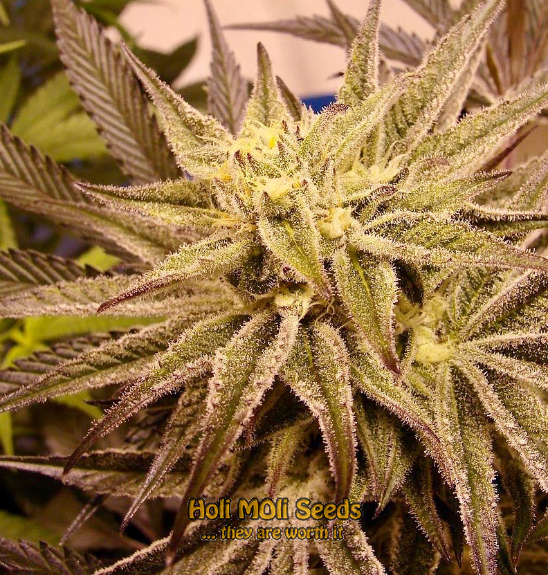 purple urkle cannabis pics