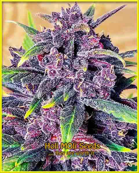 purple urkle cannabis pics