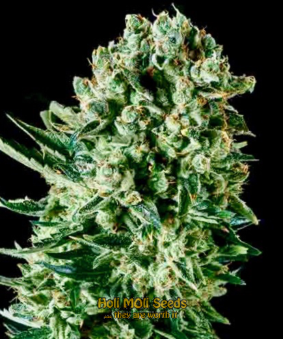 quarter pounder autoflower cannabis pics