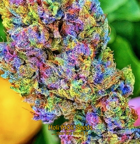 rainbow kush cannabis pics