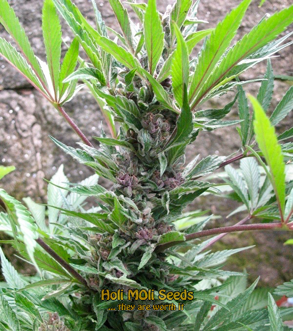 rainbow kush cannabis pics