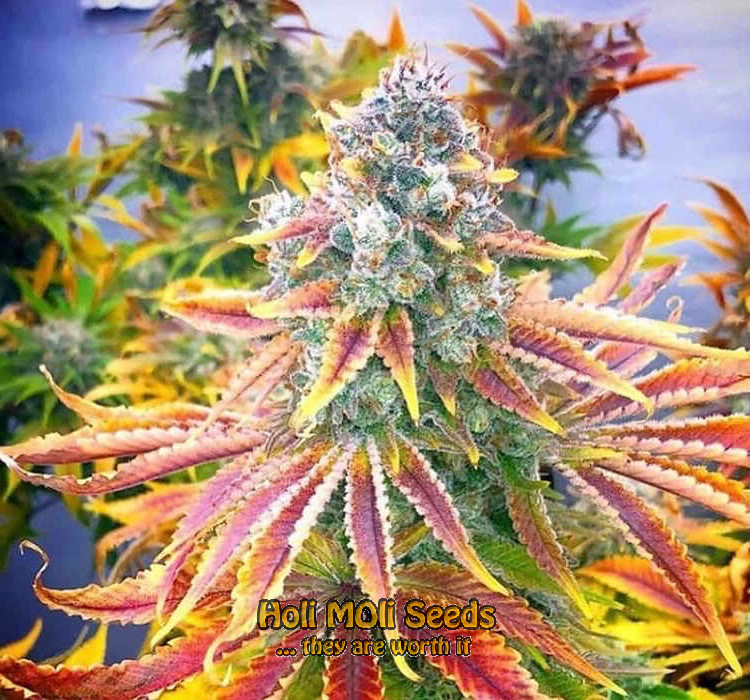 rainbow kush cannabis pics