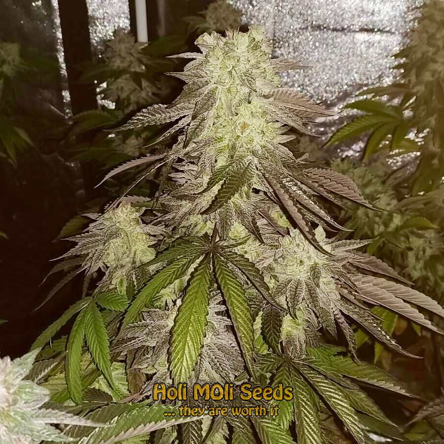 ram-widow cannabis pics