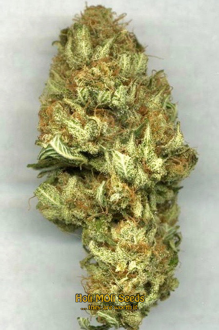 ram-widow cannabis pics