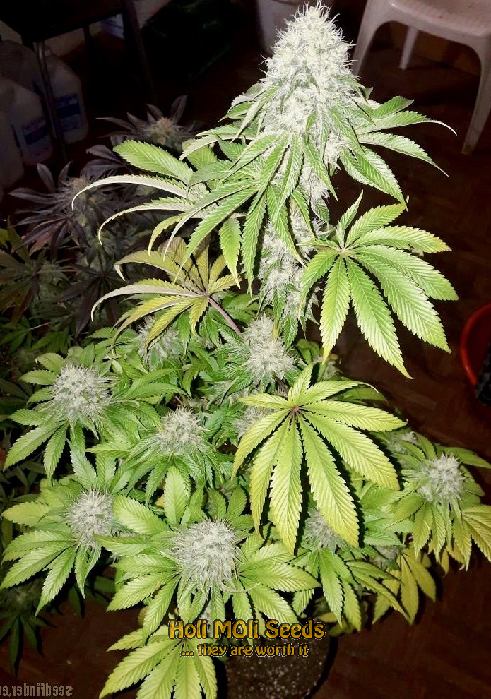 ram-widow cannabis pics