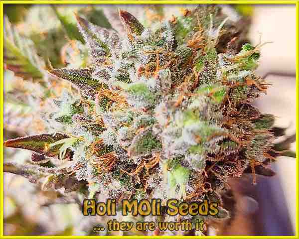 Ram Widow Pics - Marijuana, Photo Gallery