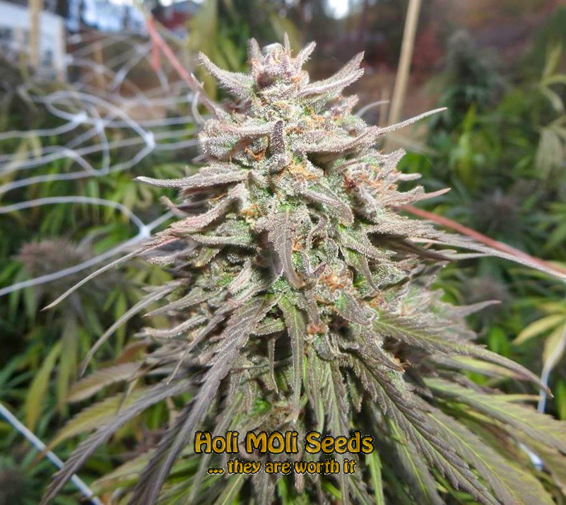 rock star cannabis pics