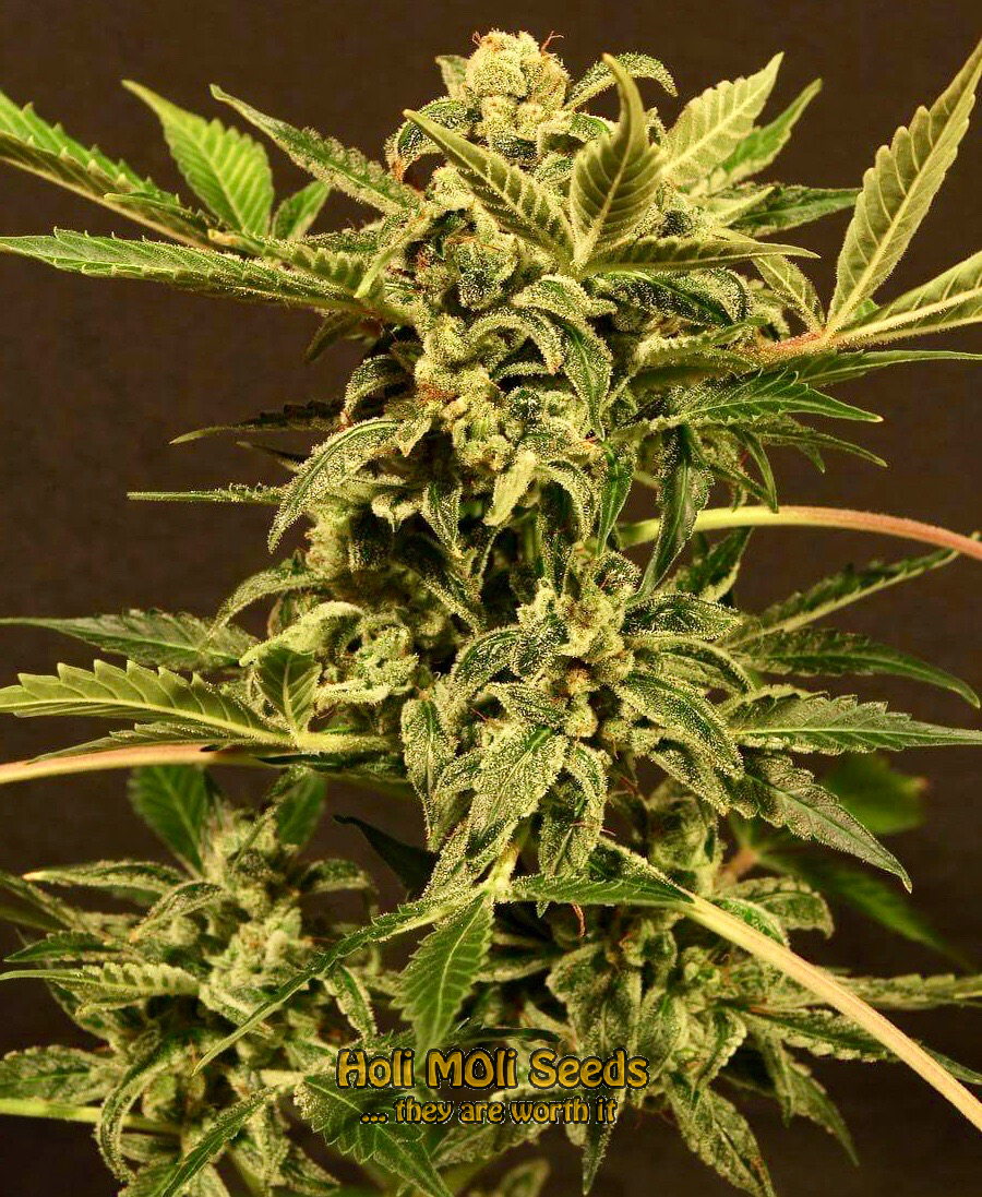 rock star cannabis pics