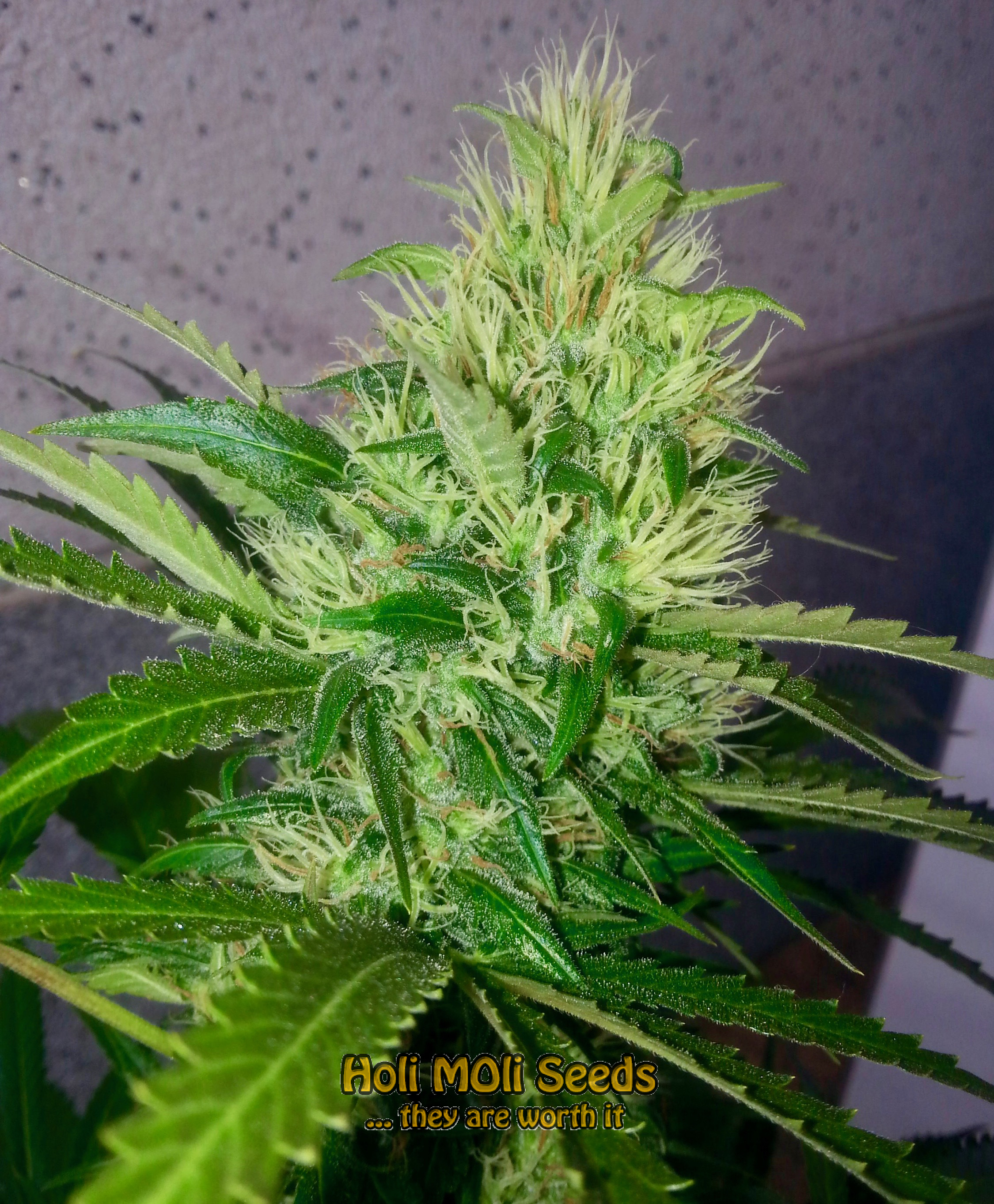 rock star cannabis pics