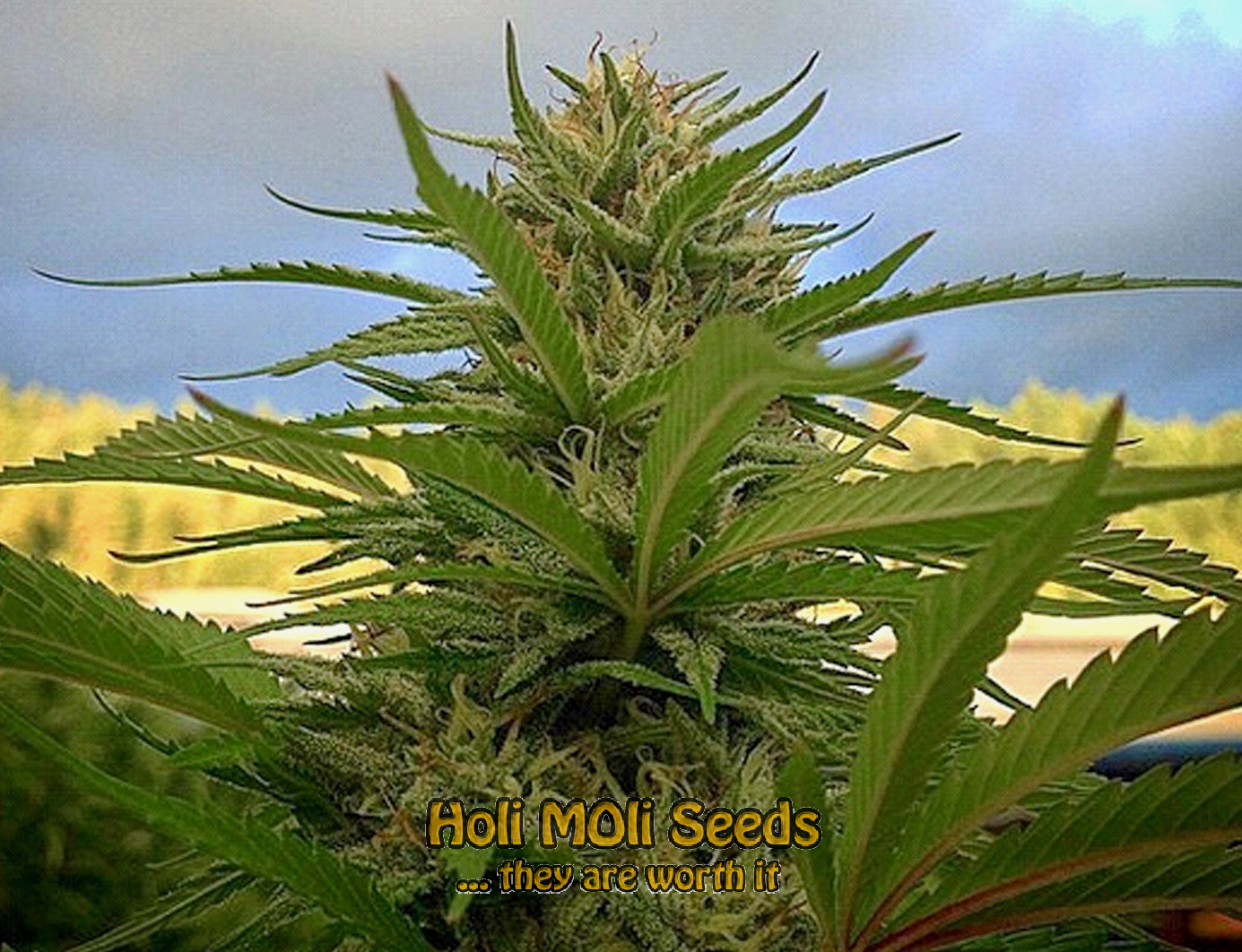 rock star cannabis pics