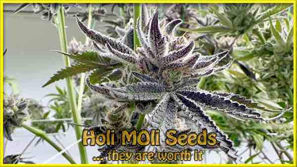 rock star cannabis pics