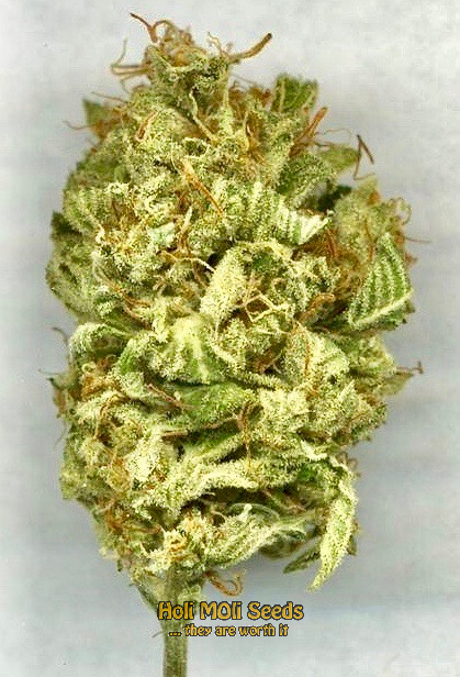 rosetta stone cannabis pics