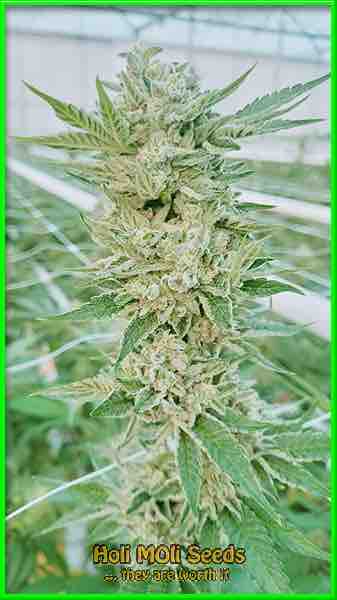 rosetta stone cannabis pics