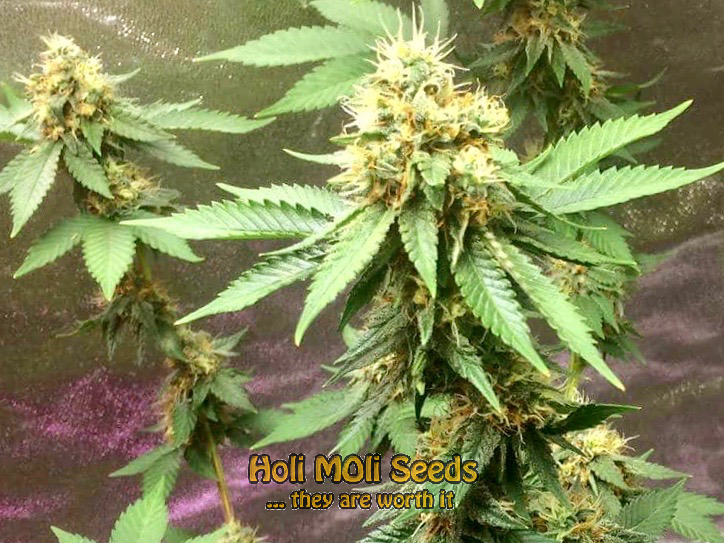 afghan-hashplant cannabis pics