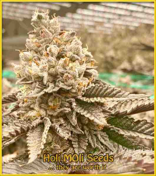 afghan-hashplant cannabis pics