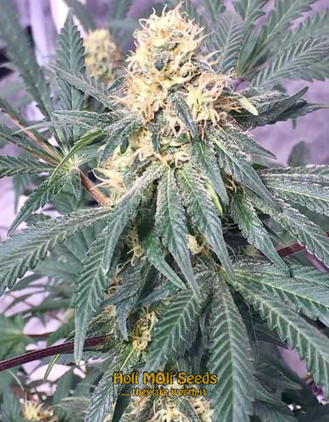 critical cannabis pics