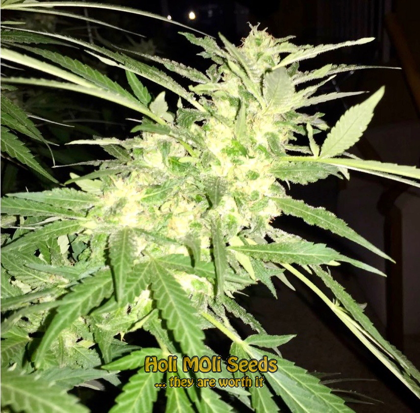 gorilla glue pellezino cannabis pics