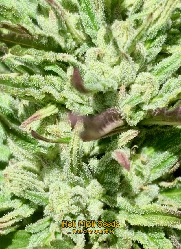 pineapple-kush cannabis pics