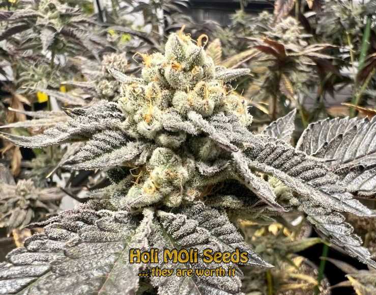 pineapple skunk cannabis pics