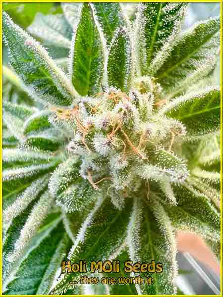 pineapple skunk cannabis pics