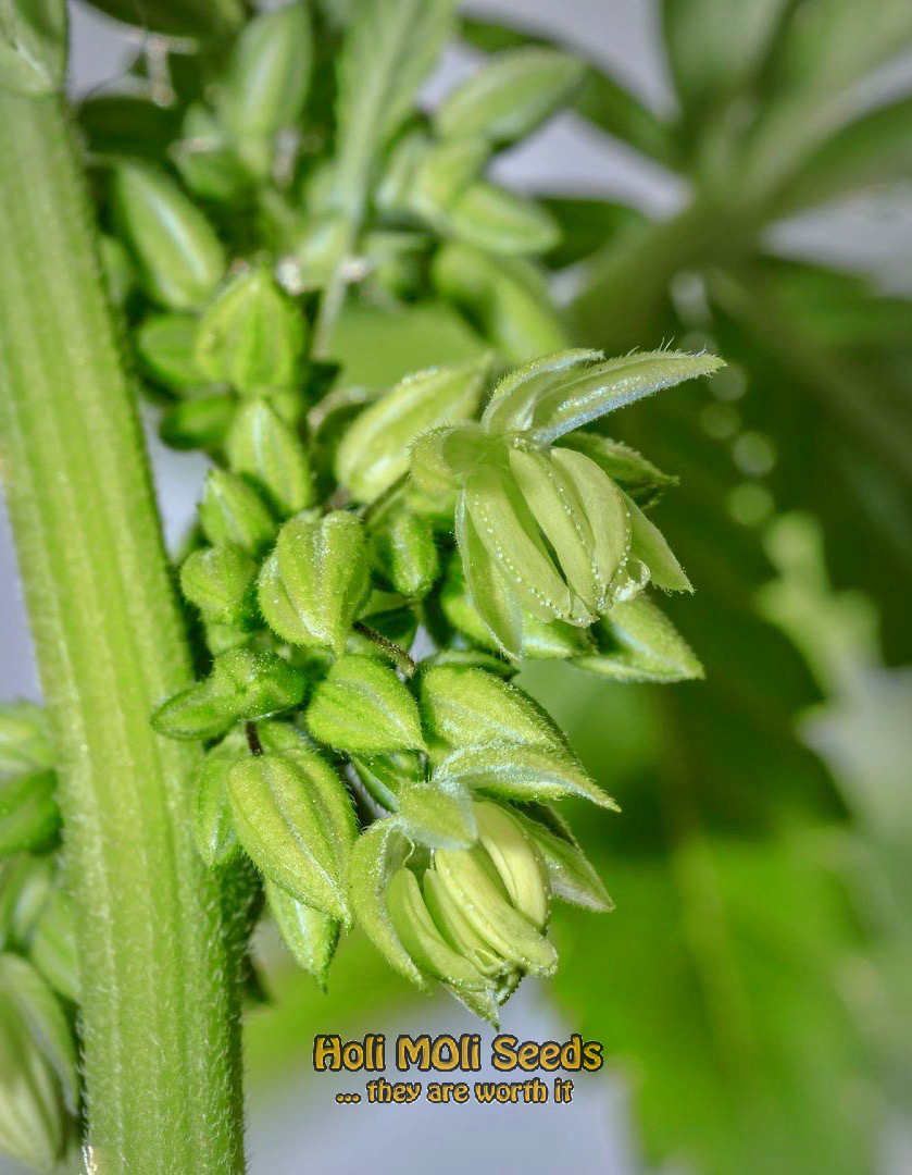 Rainbow Mints cannabis pics