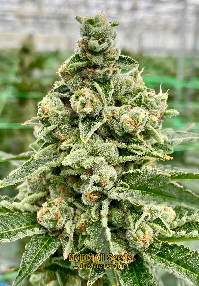 tangie kush cannabis pics