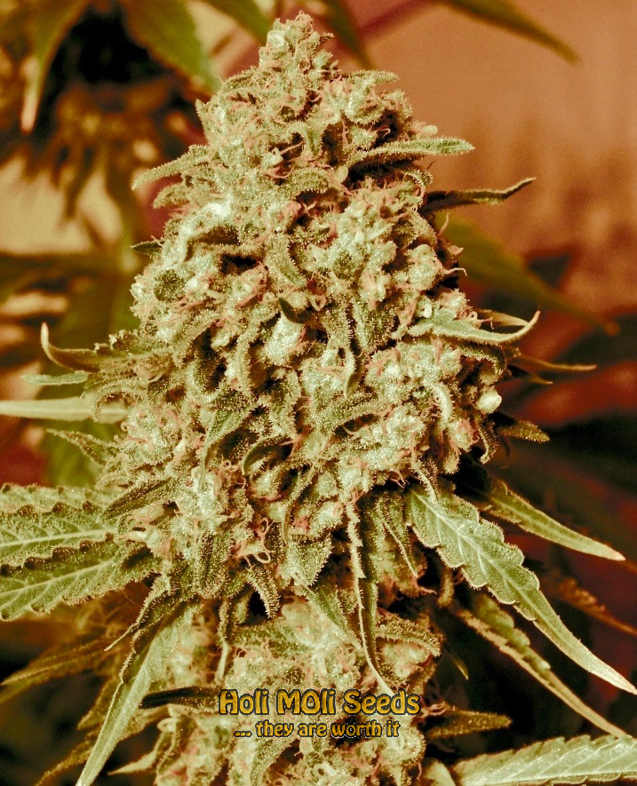 sandman og cannabis pics