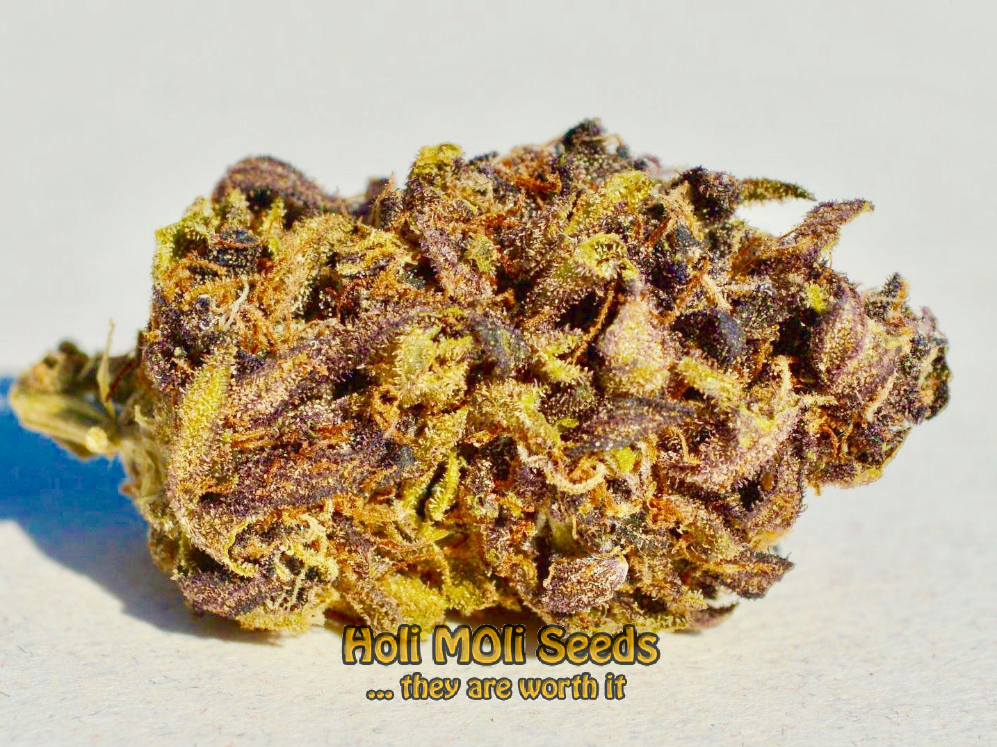 sexxpot cannabis pics