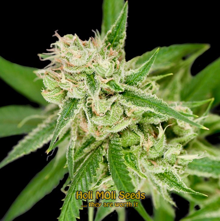 sherbet kush cannabis pics