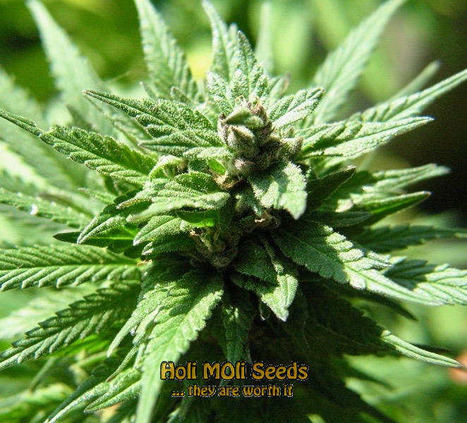 sherbet kush cannabis pics