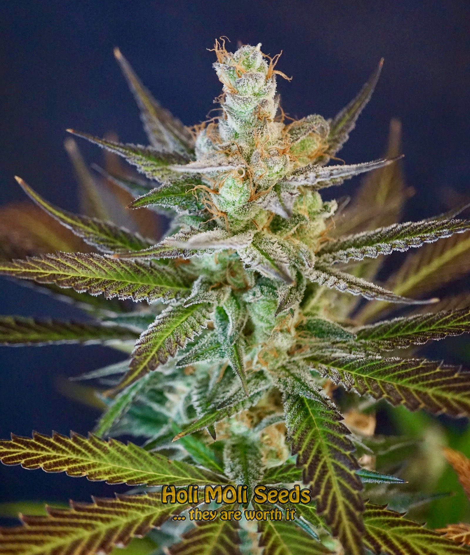 sherbet kush cannabis pics