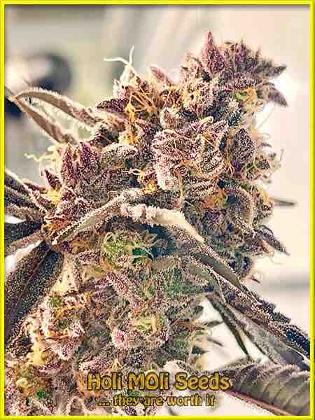 Sherbet Kush Pics - Marijuana, Photo Gallery