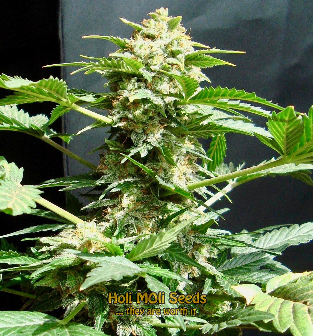 skunk diesel cannabis pics