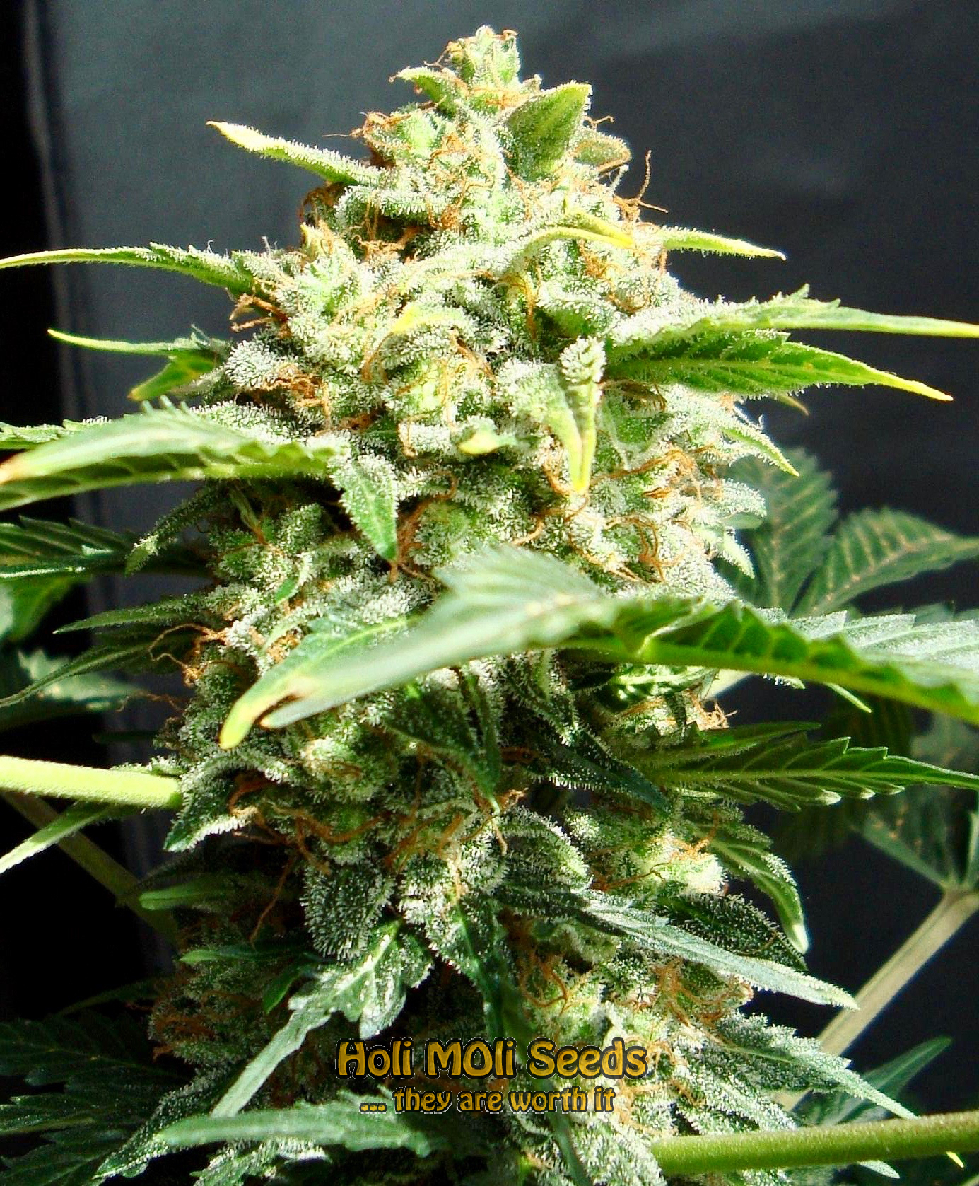 skunk diesel cannabis pics