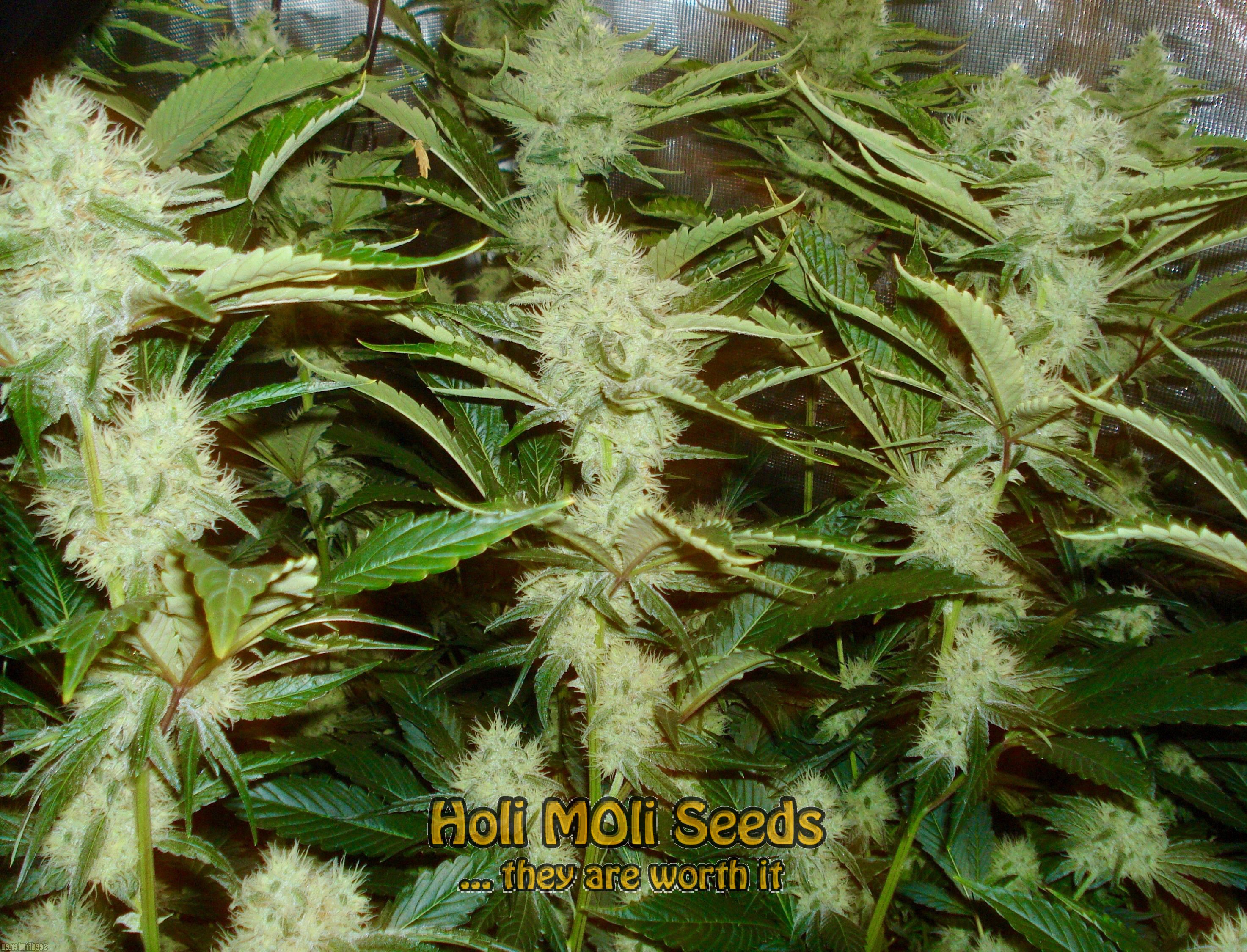 skunk diesel cannabis pics