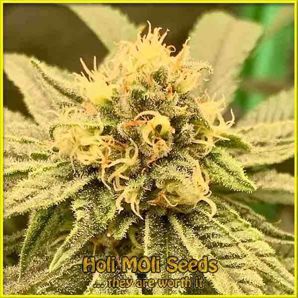 skunk diesel cannabis pics