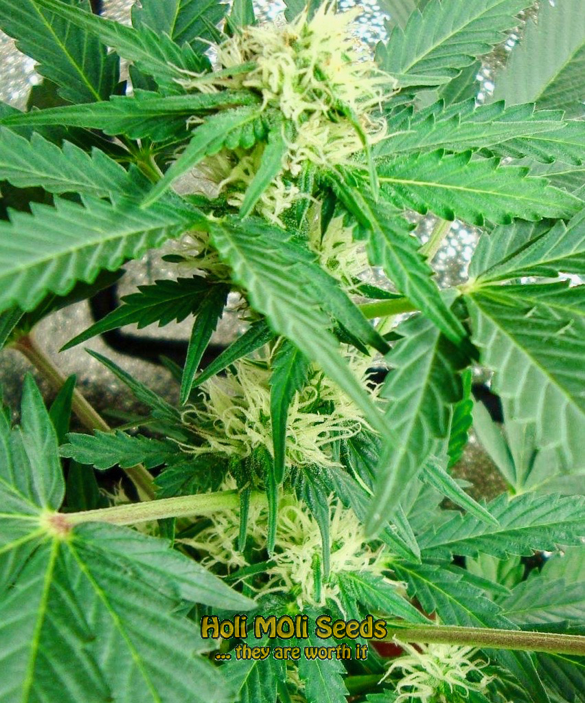 skywalker sativa cannabis pics