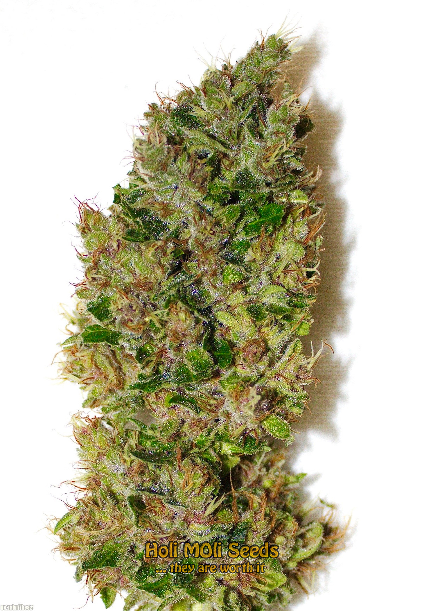 skywalker sativa cannabis pics