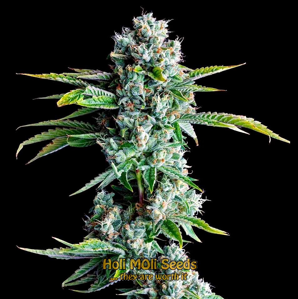 skywalker sativa cannabis pics