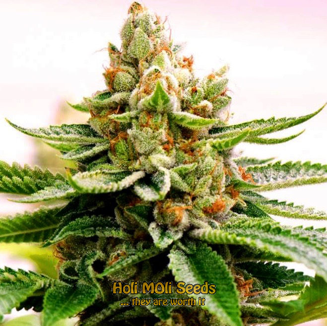 skywalker sativa cannabis pics